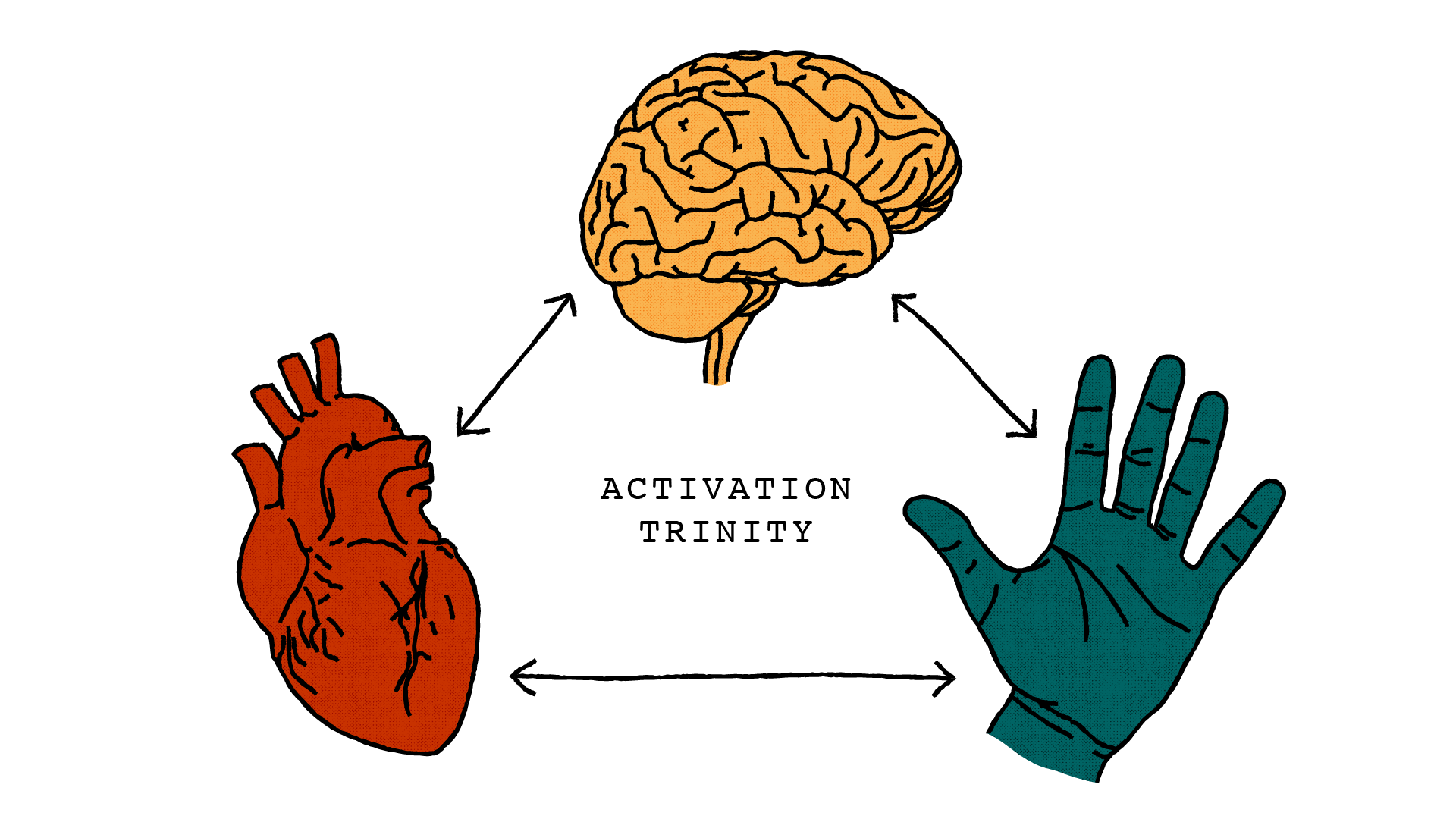 An illustration of a heart, brain and hand arranged in a triangle formation with arrow-ended lines connecting them together. There is a label in the middle which says 'activation trinity'.