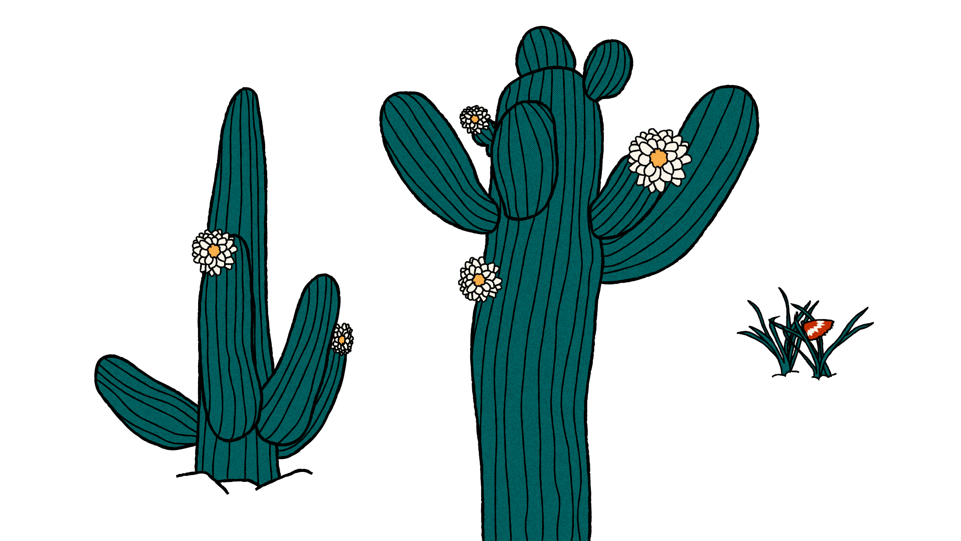 An illustrations of two cacti, one in foreground and one further back. There are some flowers appearing on them and a butterfly has landed on some shrubbery near by.