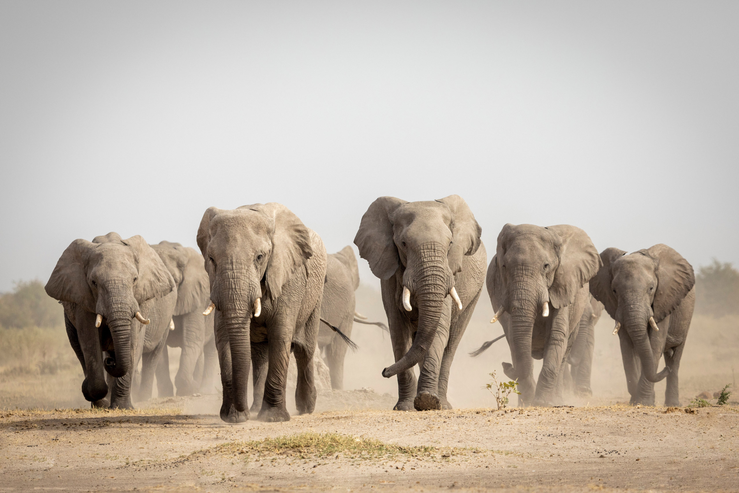 A herd of elephants marching towards the camera on a plain with dust kicking up from their feet.